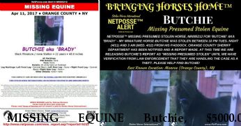 MISSING EQUINE Butchie, $5000.00 REWARD  Near Monroe, NY, 10950